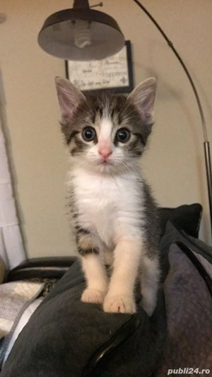 Siberiana de Padure  - imagine 3