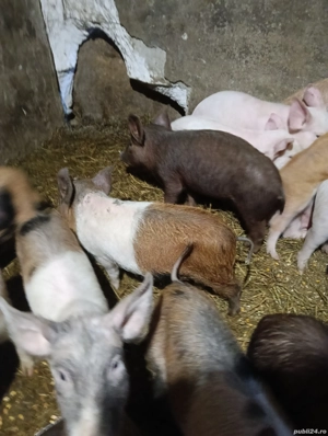 vind purcei  - imagine 3