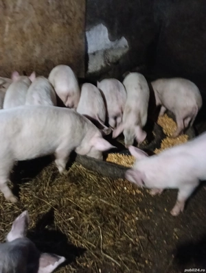 vind purcei  - imagine 2