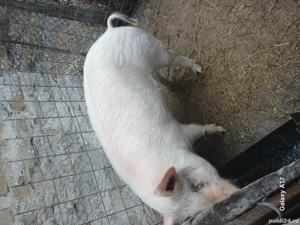 Vând porc de tăiat 