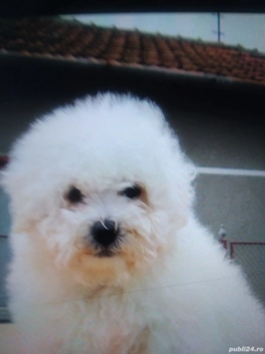 Vând cățel de bichon maltez 