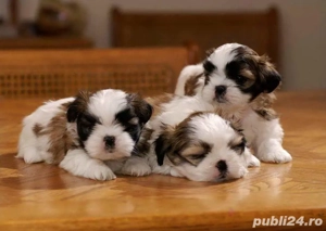 Shih tzu pui