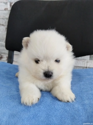 Cățeluși pomeranian canisa autorizata 