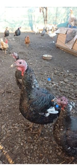 De vânzare.  - imagine 4