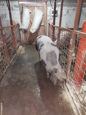 vand porc  - imagine 4