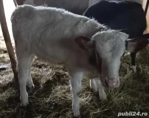 Taurase de Vanzare - imagine 2