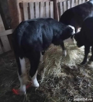 Taurase de Vanzare - imagine 4