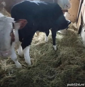 Taurase de Vanzare - imagine 3