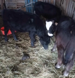 Taurase de Vanzare - imagine 5