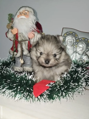 Se ofera catel pomeranian talie foarte mica - imagine 2
