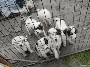 ciobanesc de bucovina  - imagine 2