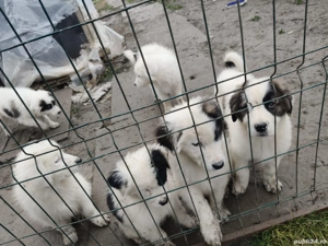 ciobanesc de bucovina  - imagine 3