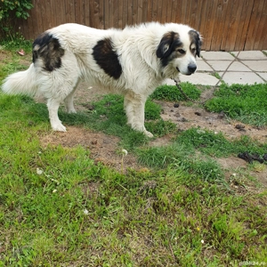 ciobanesc de bucovina  - imagine 5