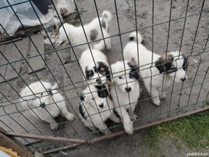 ciobanesc de bucovina  - imagine 4