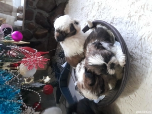  Cățeluși shitzu de vanzare  - imagine 4