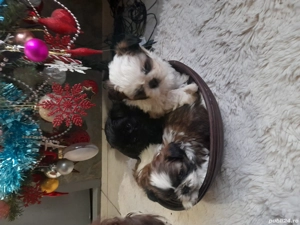  Cățeluși shitzu de vanzare  - imagine 5