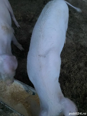 Suldani de vanzare  - imagine 2