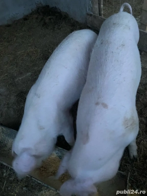 Suldani de vanzare  - imagine 5