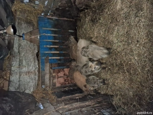 de vânzare purcei  - imagine 2