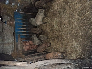 de vânzare purcei  - imagine 3