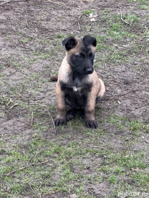 Cateii ciobanesc belgian malinois  - imagine 3