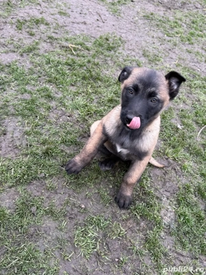 Cateii ciobanesc belgian malinois  - imagine 4