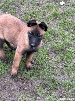 Cateii ciobanesc belgian malinois 
