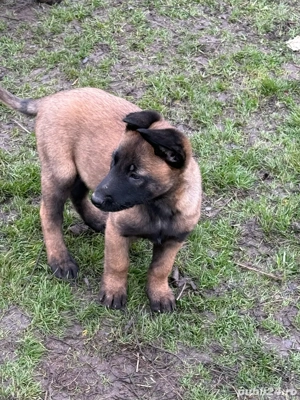 Cateii ciobanesc belgian malinois  - imagine 2