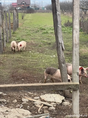 vand purcei la 3 luni