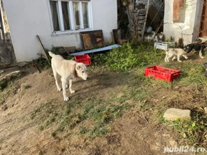 Vand pui femela  mix ciobanesc de asia centrala cu ciobanesc romanesc - imagine 3