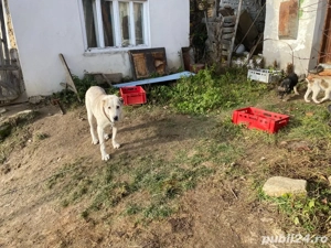 Vand pui femela  mix ciobanesc de asia centrala cu ciobanesc romanesc - imagine 2