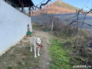 Vand pui femela  mix ciobanesc de asia centrala cu ciobanesc romanesc