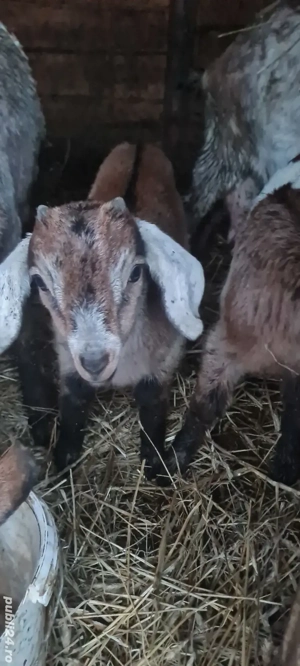 tapisori metis anglo - imagine 5