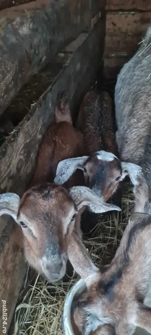 tapisori metis anglo - imagine 2