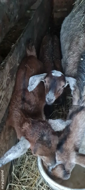 tapisori metis anglo - imagine 3