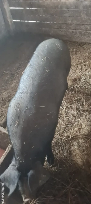 porci pentru sacrificat - imagine 3