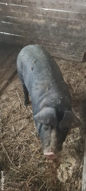 porci pentru sacrificat