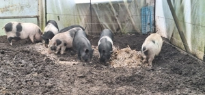 Purcei rasa vietnameza si metisi - imagine 2