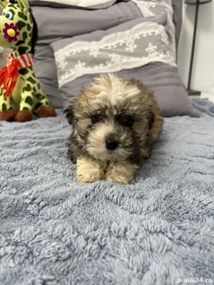 vind bichon havanez miny toy   - imagine 3