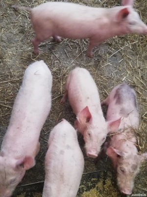 Vând purcei  - imagine 2