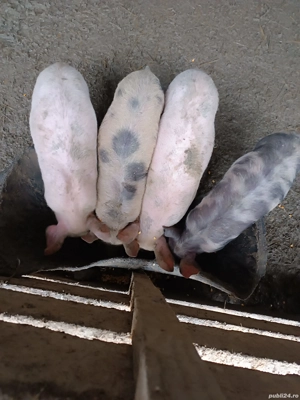 Vând purcei 10 12 kg - imagine 2