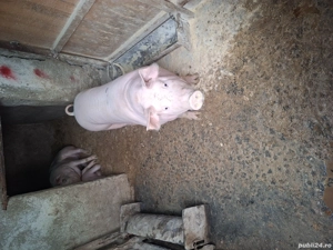 Porci de vanzare de carne 110-130 135kg - imagine 3