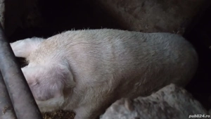 Vand porci  - imagine 2