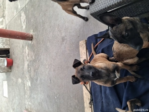 căței belgian ciobănesc malinois  - imagine 2