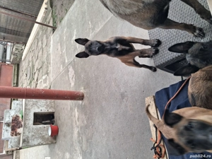 căței belgian ciobănesc malinois  - imagine 3