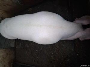 porc de vinzare marele alb - imagine 2