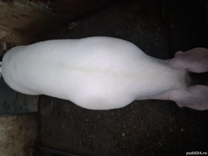 porc de vinzare marele alb