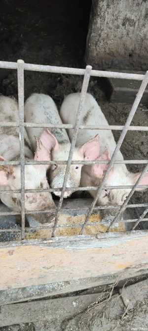 Purcei 3 luni de vanzare - imagine 2