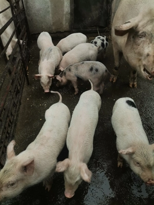 Purcei de carne.  - imagine 2