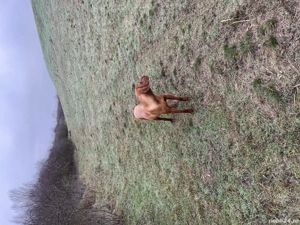 Femelă de 11 luni - imagine 2